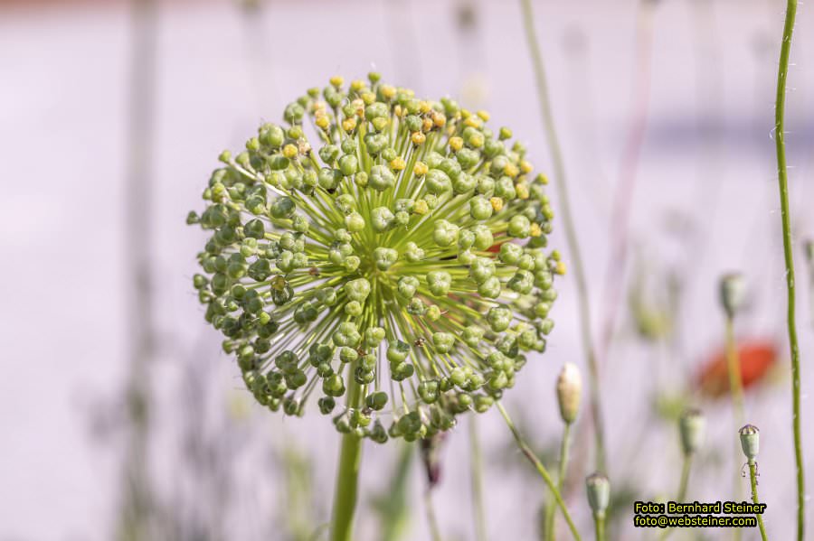 Tulln an der Donau, Juni 2023