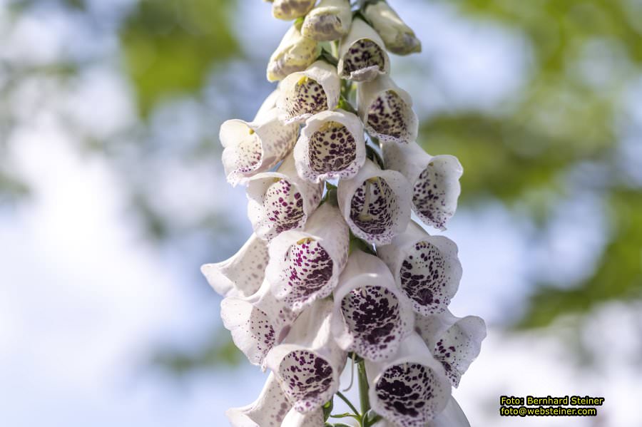 Tulln an der Donau, Juni 2023