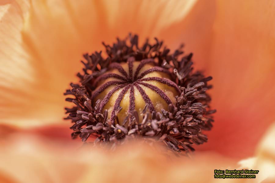 Tulln an der Donau, Juni 2023