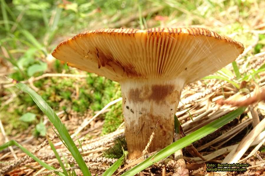 Viktorsberg in Vorarlberg, August 2017