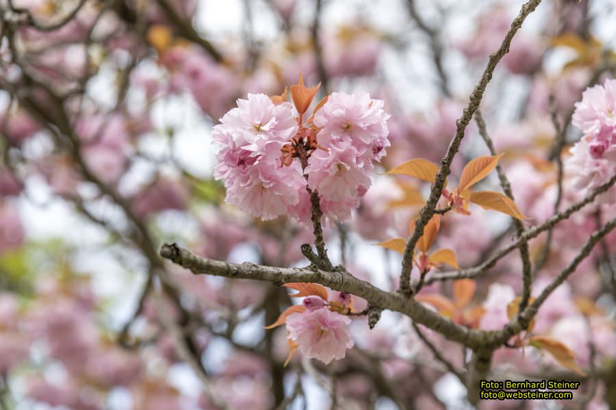Setagayapark in Wien, April 2026