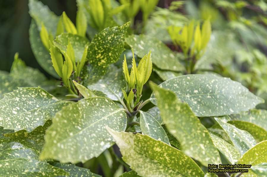 Setagayapark in Wien, April 2026