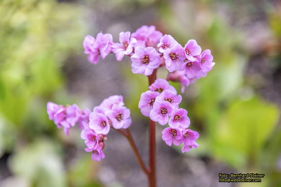 Setagayapark in Wien, April 2026