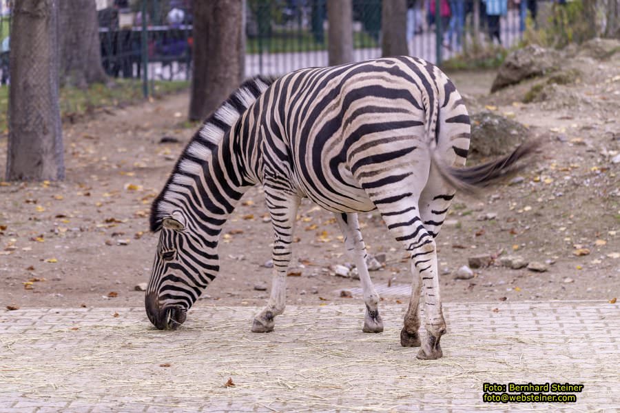 Zoo Vienna - Tiergarten Schönbrunn, Oktober 2022