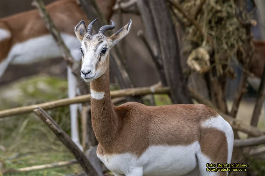 Zoo Vienna - Tiergarten Schnbrunn, Oktober 2024