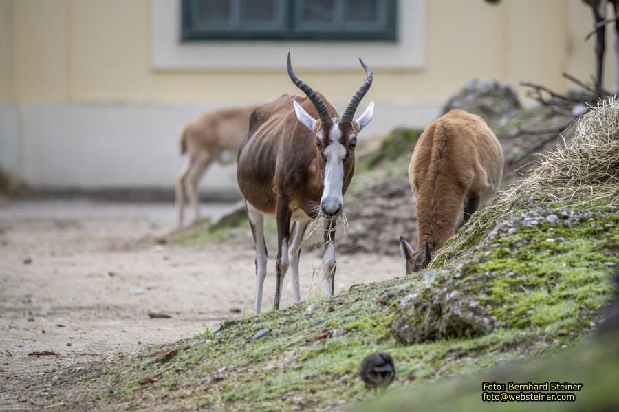 Zoo Vienna - Tiergarten Schnbrunn, Oktober 2024