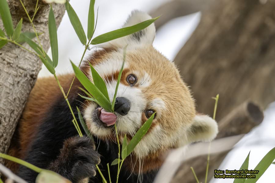 Zoo Vienna - Tiergarten Schnbrunn, Oktober 2024