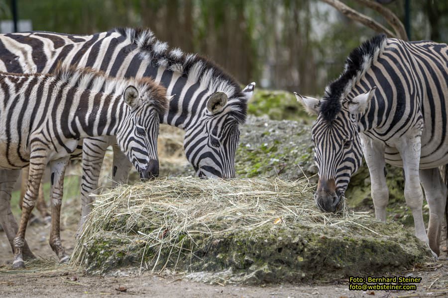 Zoo Vienna - Tiergarten Schnbrunn, Oktober 2024