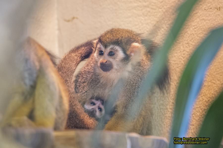 Zoo Vienna - Tiergarten Schnbrunn, Oktober 2024