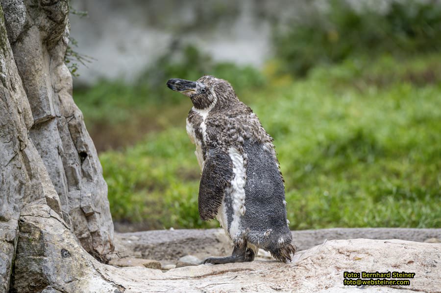 Zoo Vienna - Tiergarten Schnbrunn, Oktober 2024