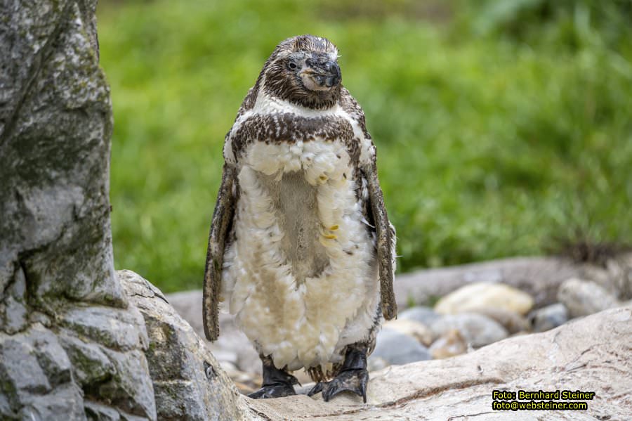 Zoo Vienna - Tiergarten Schnbrunn, Oktober 2024