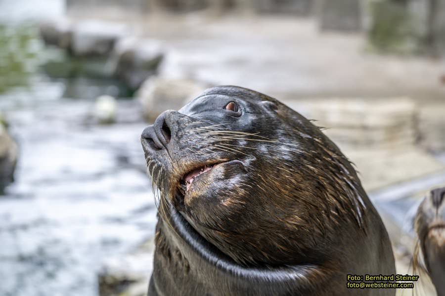 Zoo Vienna - Tiergarten Schnbrunn, Oktober 2024