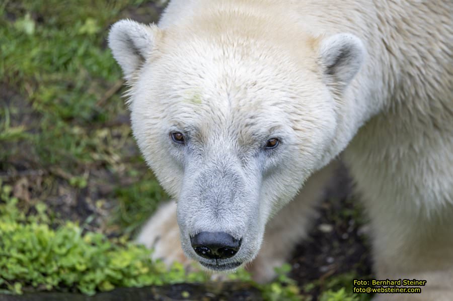 Zoo Vienna - Tiergarten Schnbrunn, Oktober 2024