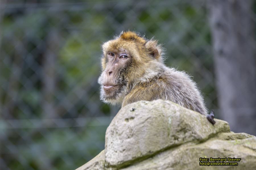 Zoo Vienna - Tiergarten Schnbrunn, Oktober 2024