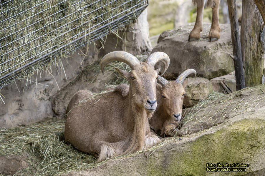 Zoo Vienna - Tiergarten Schnbrunn, Oktober 2024