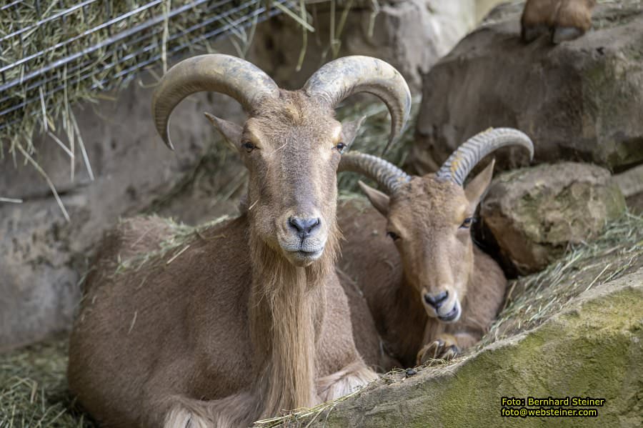 Zoo Vienna - Tiergarten Schnbrunn, Oktober 2024