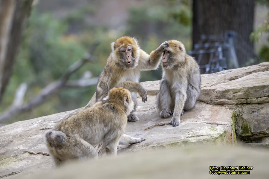 Zoo Vienna - Tiergarten Schnbrunn, Oktober 2024