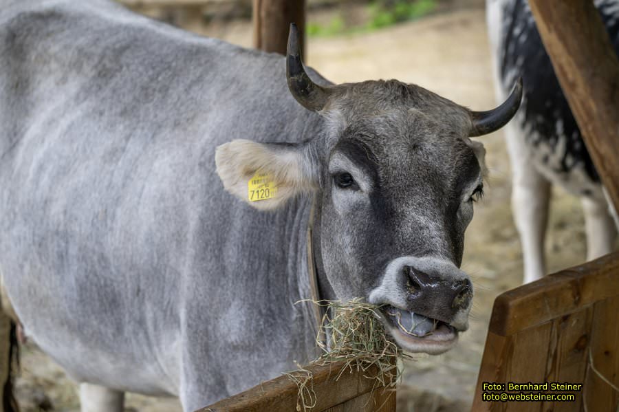 Zoo Vienna - Tiergarten Schnbrunn, Oktober 2024