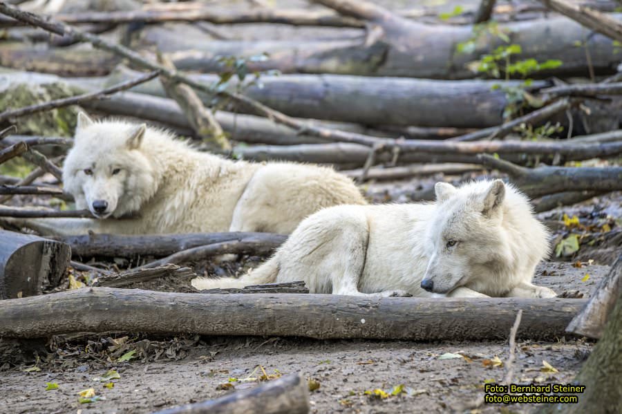 Zoo Vienna - Tiergarten Schnbrunn, Oktober 2024