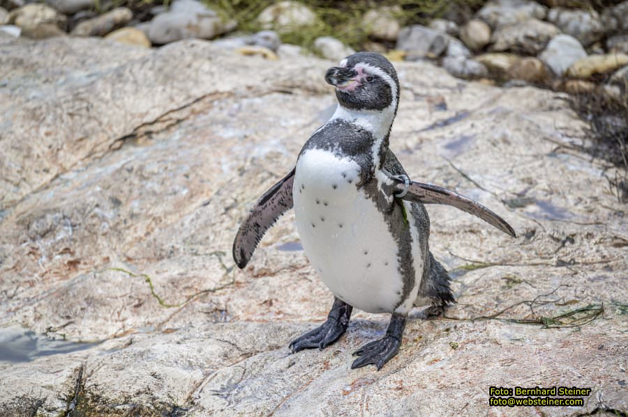 Zoo Vienna - Tiergarten Schnbrunn, Oktober 2024