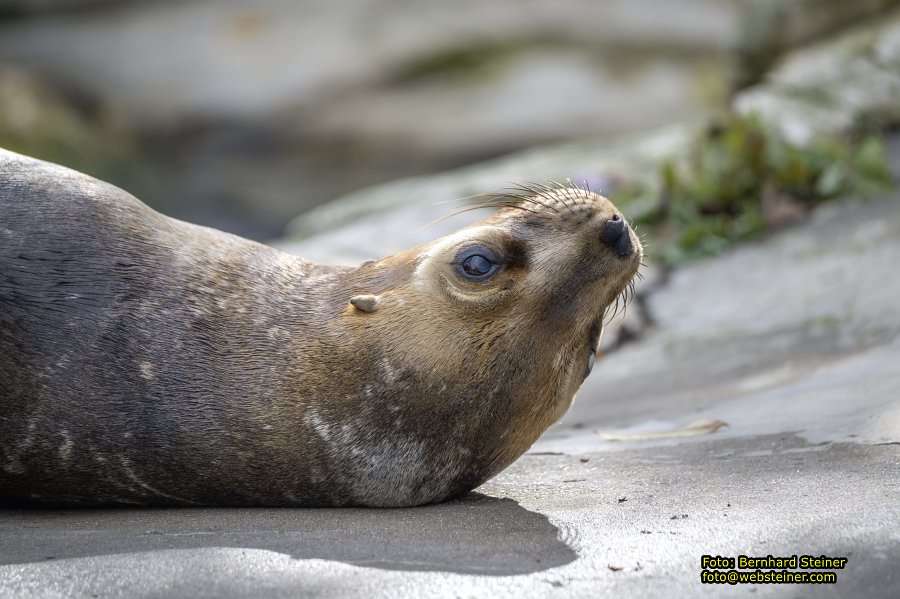 Zoo Vienna - Tiergarten Schnbrunn, Oktober 2024