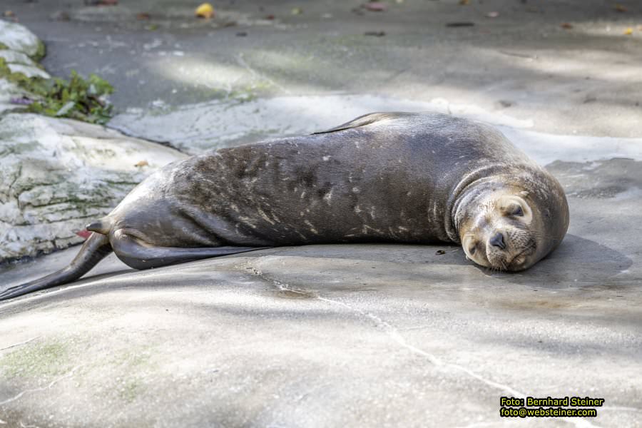 Zoo Vienna - Tiergarten Schnbrunn, Oktober 2024