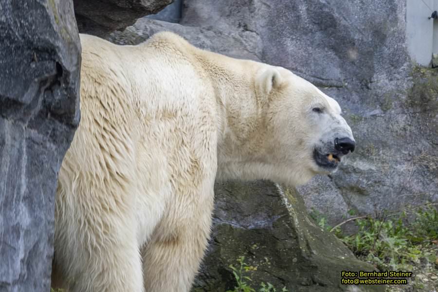 Zoo Vienna - Tiergarten Schnbrunn, Oktober 2024