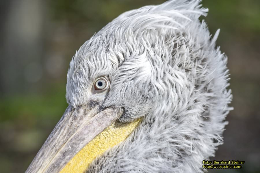 Zoo Vienna - Tiergarten Schnbrunn, Oktober 2024