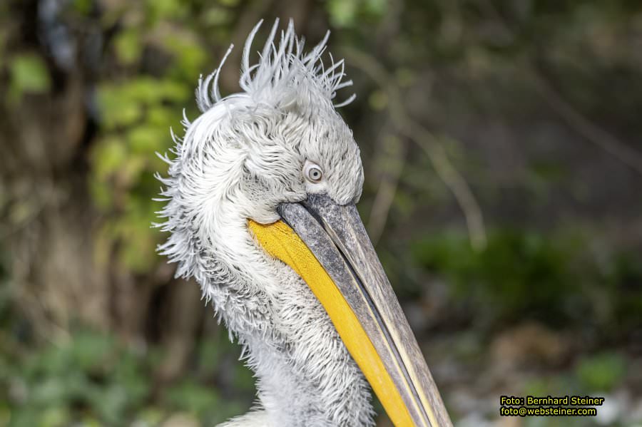 Zoo Vienna - Tiergarten Schnbrunn, Oktober 2024