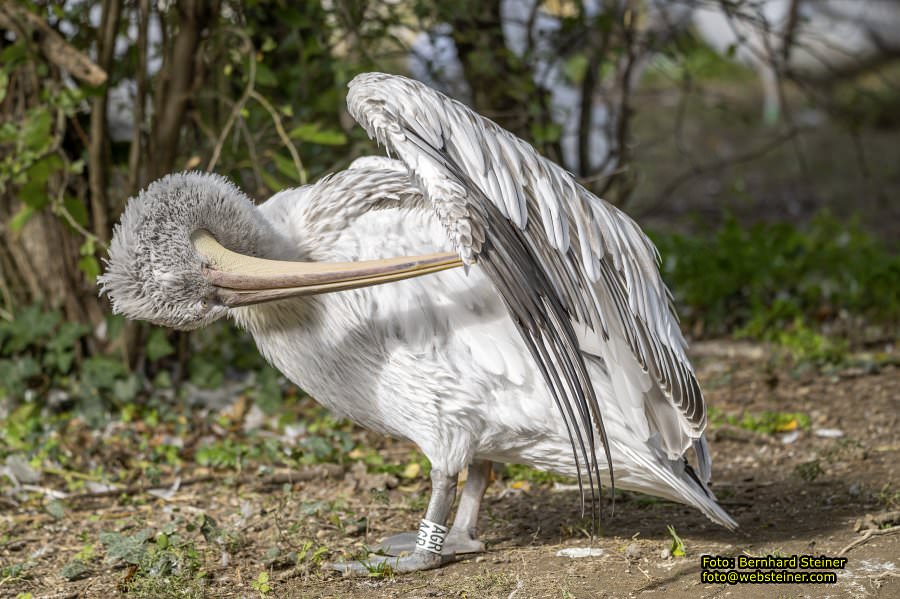 Zoo Vienna - Tiergarten Schnbrunn, Oktober 2024