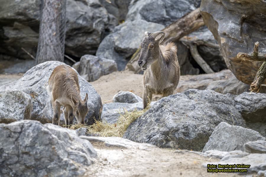 Zoo Vienna - Tiergarten Schnbrunn, Oktober 2024