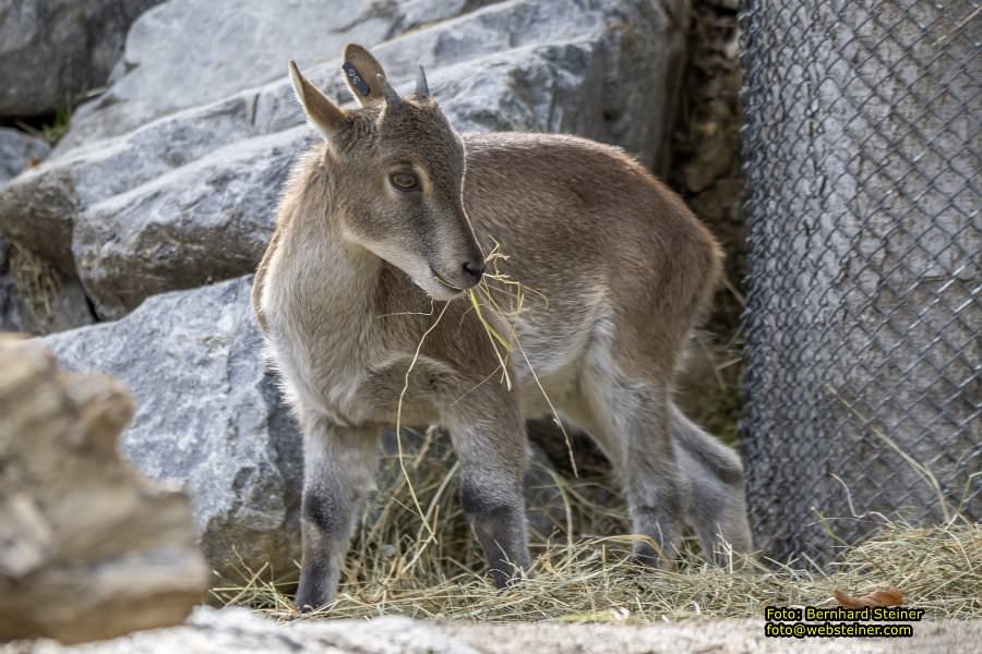 Zoo Vienna - Tiergarten Schnbrunn, Oktober 2024