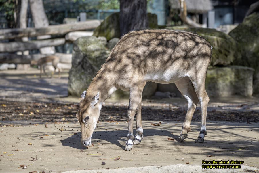 Zoo Vienna - Tiergarten Schnbrunn, Oktober 2024