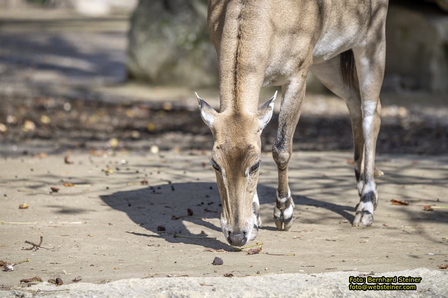 Zoo Vienna - Tiergarten Schnbrunn, Oktober 2024