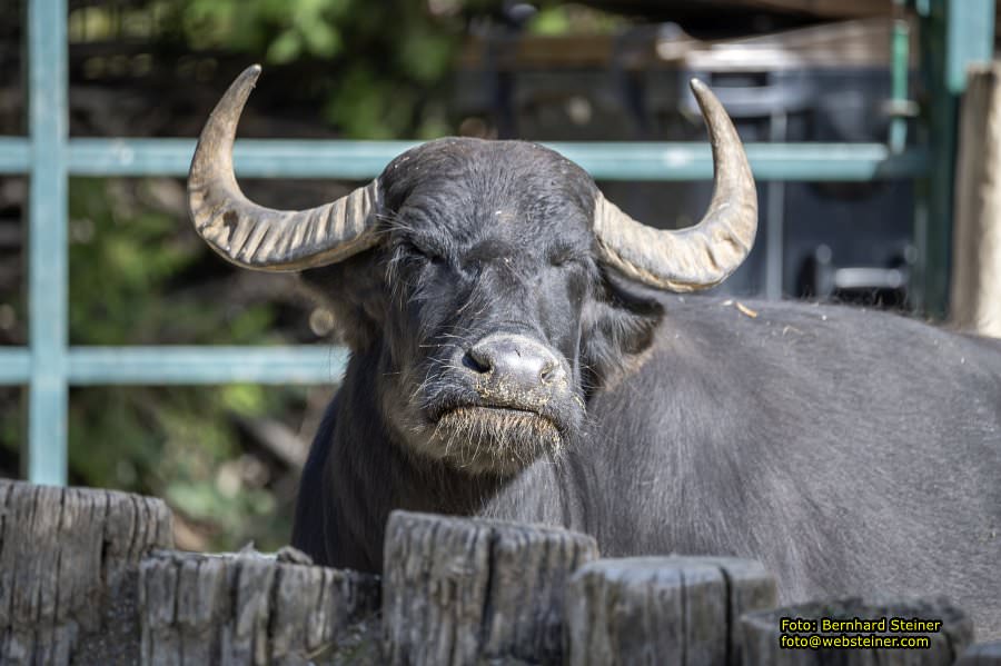 Zoo Vienna - Tiergarten Schnbrunn, Oktober 2024