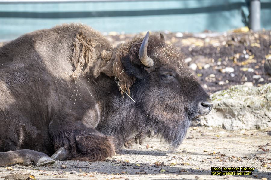 Zoo Vienna - Tiergarten Schnbrunn, Oktober 2024