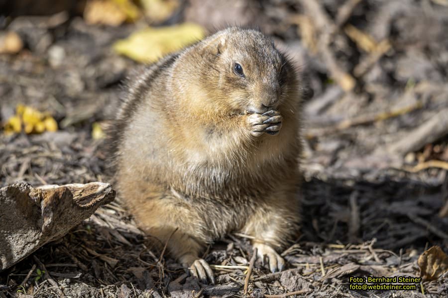 Zoo Vienna - Tiergarten Schnbrunn, Oktober 2024