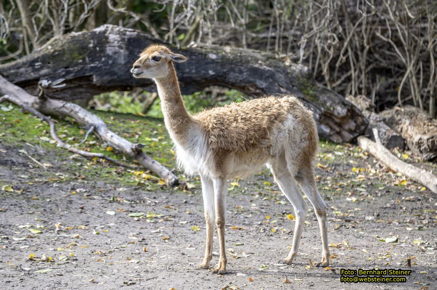 Zoo Vienna - Tiergarten Schnbrunn, Oktober 2024