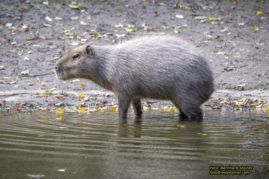 Zoo Vienna - Tiergarten Schnbrunn, Oktober 2024