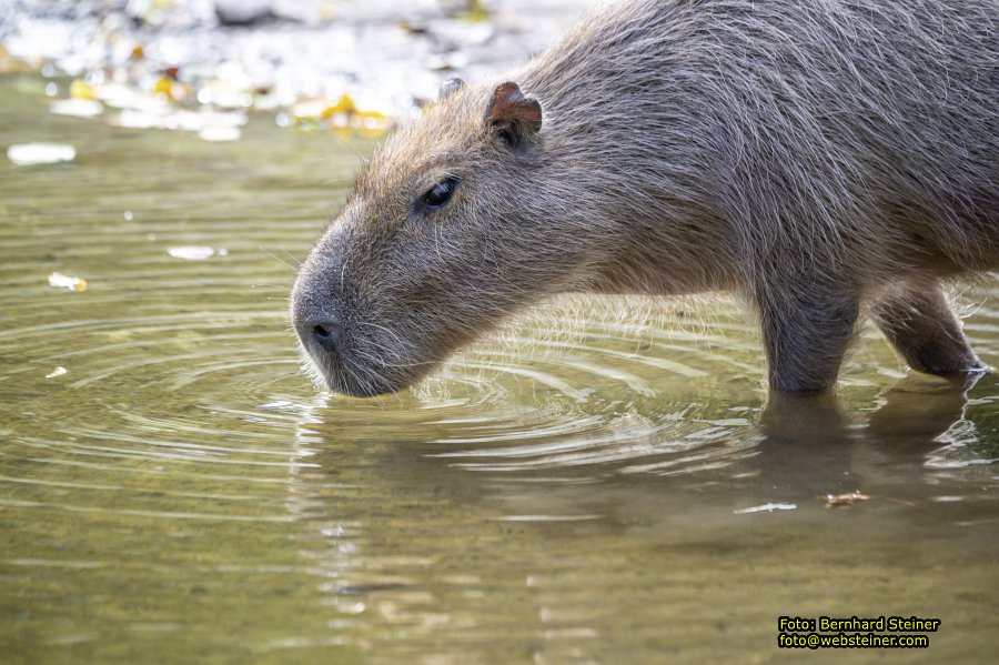 Zoo Vienna - Tiergarten Schnbrunn, Oktober 2024