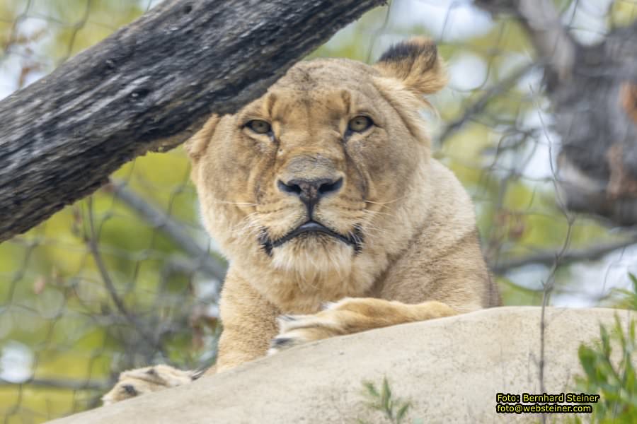 Zoo Vienna - Tiergarten Schnbrunn, Oktober 2024