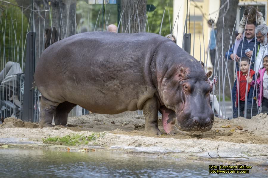 Zoo Vienna - Tiergarten Schnbrunn, Oktober 2024