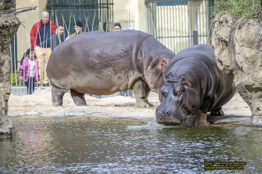 Zoo Vienna - Tiergarten Schnbrunn, Oktober 2024