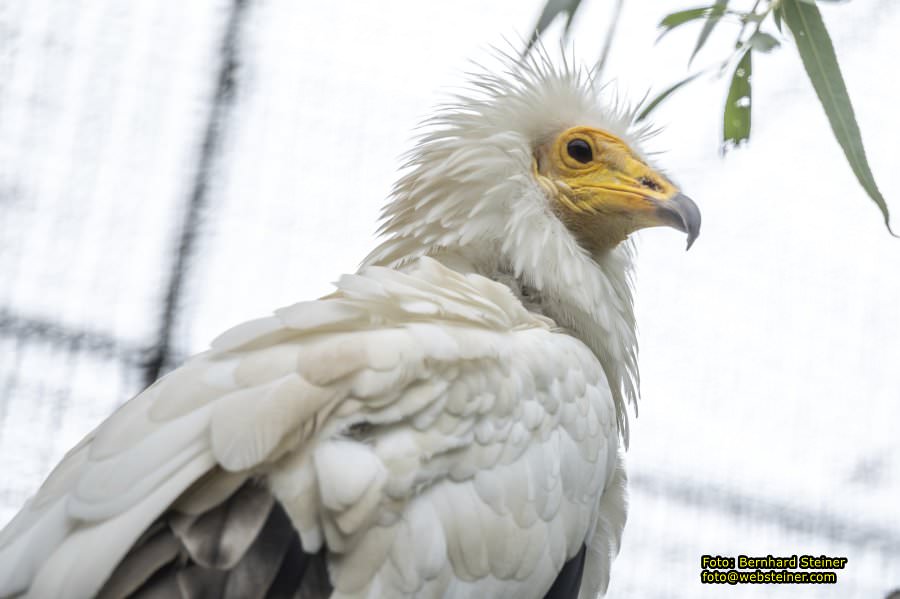 Zoo Vienna - Tiergarten Schnbrunn, Oktober 2024