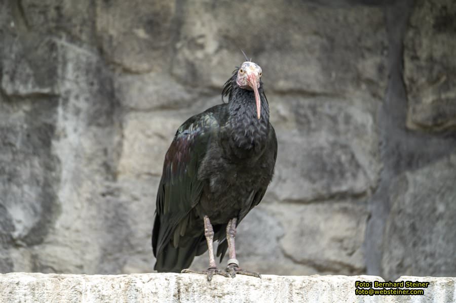 Zoo Vienna - Tiergarten Schnbrunn, Oktober 2024