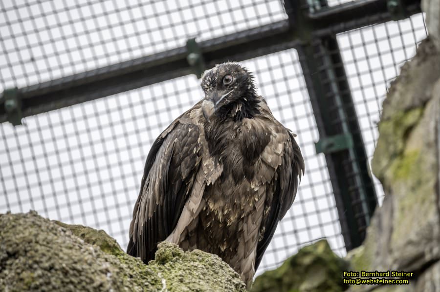 Zoo Vienna - Tiergarten Schnbrunn, Oktober 2024