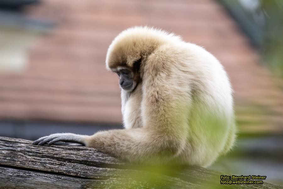 Zoo Vienna - Tiergarten Schnbrunn, Oktober 2024