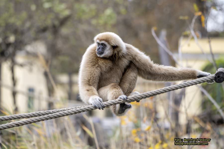 Zoo Vienna - Tiergarten Schnbrunn, Oktober 2024