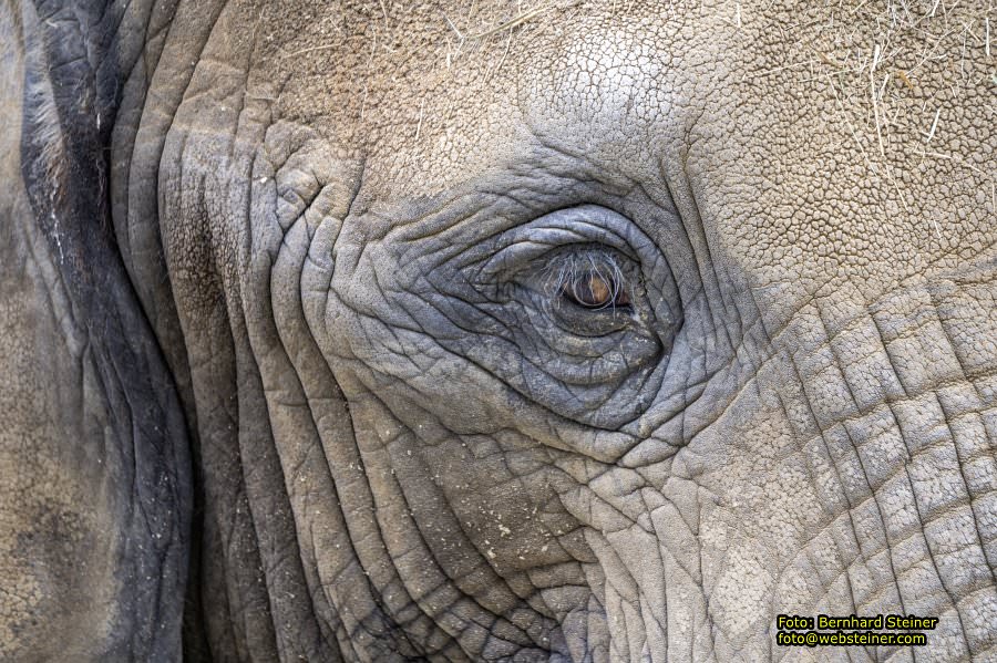 Zoo Vienna - Tiergarten Schnbrunn, Oktober 2024