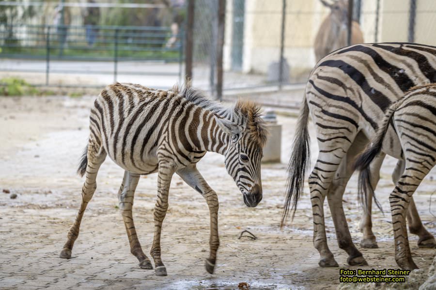 Zoo Vienna - Tiergarten Schnbrunn, Oktober 2024